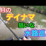 5月のデイナマ狙いの水路巡り ナマズ釣り
