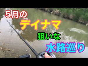 5月のデイナマ狙いの水路巡り ナマズ釣り