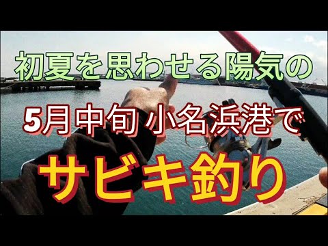 初夏を思わせる小名浜5月中旬のサビキ釣り