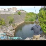 東京都八王子市 谷地川で小物釣り。めちゃ深い淵の中には・・・・。