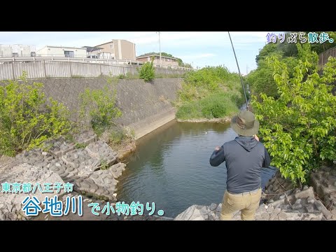 東京都八王子市 谷地川で小物釣り。めちゃ深い淵の中には・・・・。