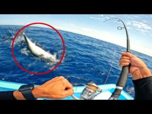 泳がせ釣りで80㎝超えの大物が釣れた【初魚種】