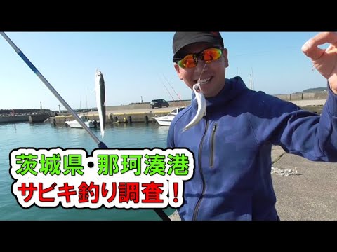 【茨城県】那珂湊港に良型●●接岸！サビキ釣りに急げ！