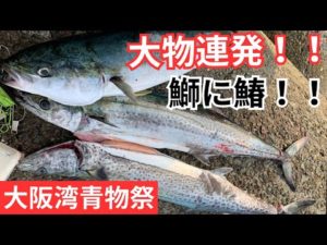 大阪湾青物祭！！セットアッパーは朝一最強！！