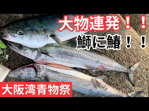大阪湾青物祭！！セットアッパーは朝一最強！！
