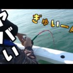 スーパーのイカを1匹丸ごとつけて釣りしたら、超超超高級魚が！姿作りにします。