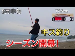 サーフ、キス釣りシーズン開幕か?!17cm越えのキスが！