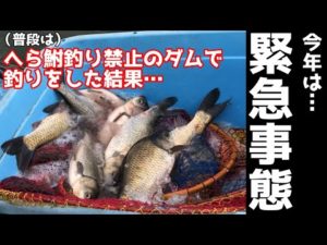（普段は）へら鮒釣り禁止のダムで釣りした結果、緊急事態！【群馬県 鳴沢湖】