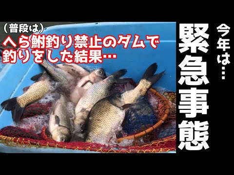 (普段は)へら鮒釣り禁止のダムで釣りした結果、緊急事態!【群馬県 鳴沢湖】