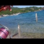 【淡路島・生石崎】5月 朝マズメのキス引き釣りで好釣果‼️