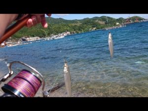 【淡路島・生石崎】5月 朝マズメのキス引き釣りで好釣果‼️