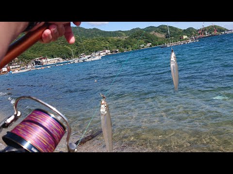【淡路島・生石崎】5月 朝マズメのキス引き釣りで好釣果‼️