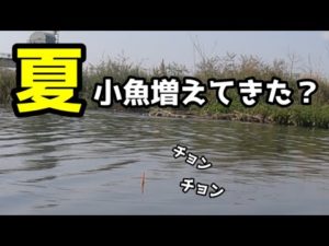 【多摩川小物釣り】徐々に小魚が増えてきましたね