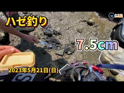【ハゼ釣り】 7.5cm 2023年5月21日