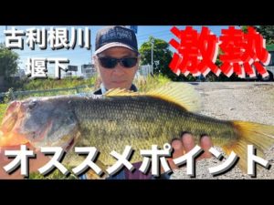 【埼玉バス釣りポイント】古利根川堰下！どでかいラージ釣れる！今が熱い！【オススメバス釣りポイント】