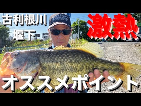 【埼玉バス釣りポイント】古利根川堰下！どでかいラージ釣れる！今が熱い！【オススメバス釣りポイント】