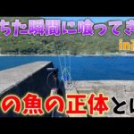 【ドン深の波止で、投げ釣り】第17回ふぐ名人のダーツの釣り！【第3話】