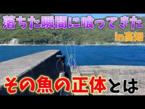 【ドン深の波止で、投げ釣り】第17回ふぐ名人のダーツの釣り!【第3話】