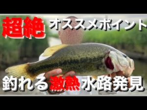 【茨城バス釣りポイント】たまたま見つけた水路が爆熱！古河市の中央排水路！【バス釣り】