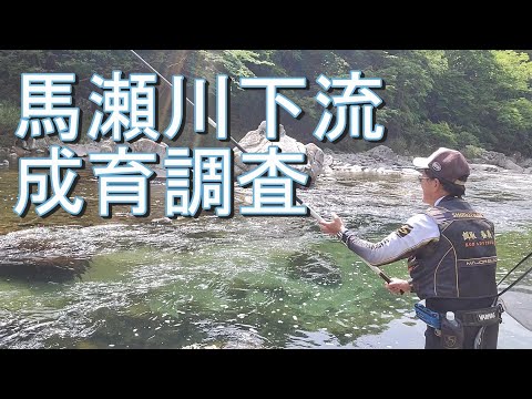 【馬瀬川下流　成育調査】鮎釣り