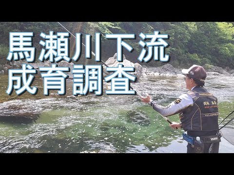 【馬瀬川下流　成育調査】鮎釣り