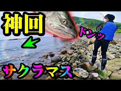 【釣り】神回・サクラマス・北海道・２０２３年ファイナル：５月