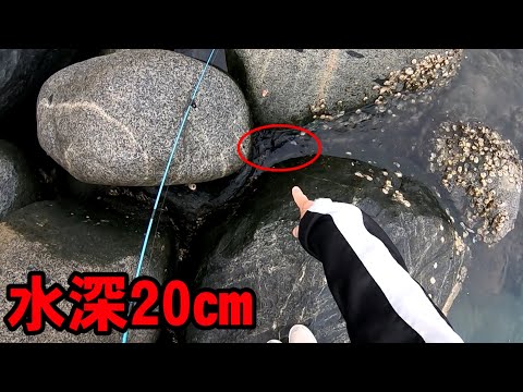春イカが釣れない時は水深20㎝に落とすだけでヤバすぎます！