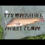 チワワと鯉釣り5月31日(アバラにヒビでも爆釣！)