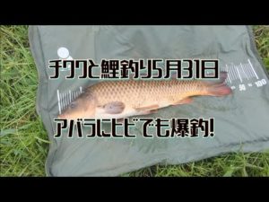 チワワと鯉釣り5月31日(アバラにヒビでも爆釣！)