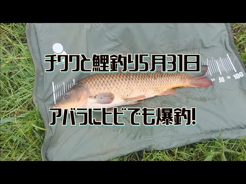 チワワと鯉釣り5月31日(アバラにヒビでも爆釣！)