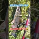 ナマズ狙いで!旧夕張川で釣りしたが!