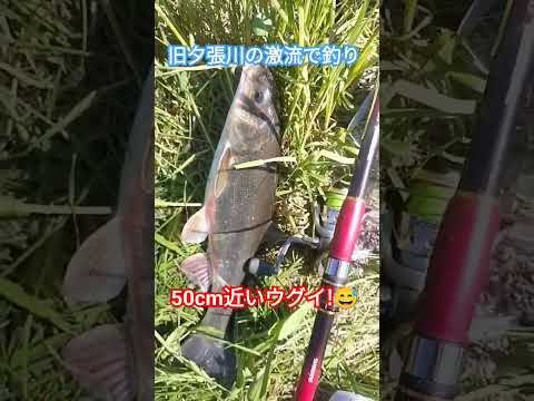 ナマズ狙いで!旧夕張川で釣りしたが!