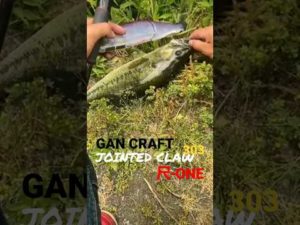 撮影翌日、釣りをしないで欲しいと宣告をされお蔵入り…😱一部の釣り人さん…池の水を勝手に抜かないで下さい…😨笑  ジョイクロ 尺ワン ガンクラ