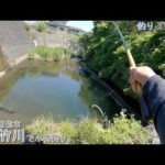 埼玉県 飯能市 直竹川で小物釣り。爆釣ポイントで最後にめちゃ大物きましたー！