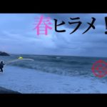 【ヒラメ釣り】遂にきたっ...！！春のサーフで実績抜群のワームを投げると...【開幕か？！】