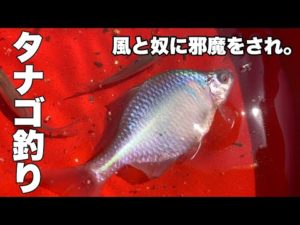 [タナゴ釣り]風と奴に邪魔をされ・・・[バラタナゴ]