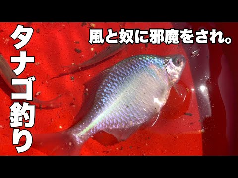 [タナゴ釣り]風と奴に邪魔をされ・・・[バラタナゴ]