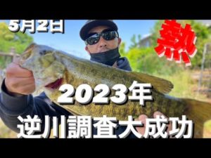 【埼玉バス釣りポイント】今年の逆川も熱い！デカイ！釣れる！【ブラックバス】
