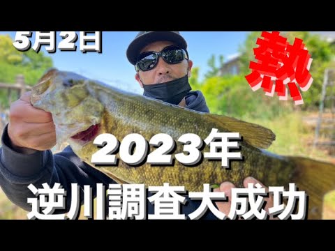 【埼玉バス釣りポイント】今年の逆川も熱い!デカイ!釣れる!【ブラックバス】