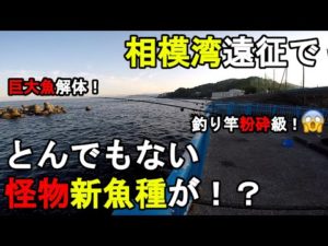 【神奈川県某所】春の相模湾遠征で、とんでもない怪物新魚種が!?GW明けの5月上旬、関東地方西部の相模湾側の釣り場まで遠征をしてみたら、想定外の獰猛で凶悪な巨大魚が…!【2023年5月上旬】