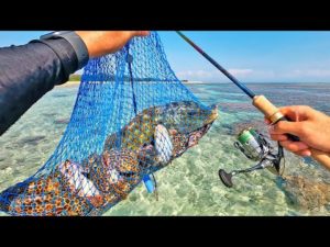 釣った魚を売ったらいくら稼げる?驚きの金額に!