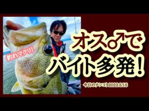 【今日のナンコ!2023.5.15】オス♂でバイト多発!【琵琶湖バス釣り】