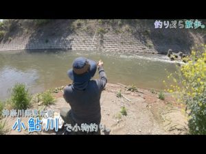 厚木の春の小鮎川で小物釣り。丸ウキが吸い込まれるー!!!