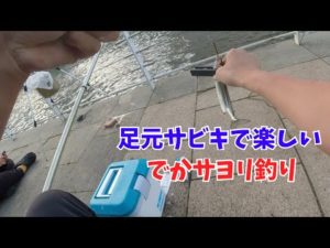 足元サビキで楽しいでかサヨリ釣り
