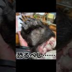 【北海道】 1mを超える幻の魚を追う!!  #日本一周 #釣り旅 #ルアーフィッシング #日本三大怪魚