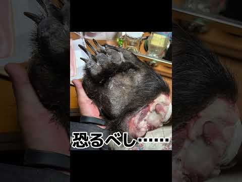 【北海道】 1mを超える幻の魚を追う!!  #日本一周 #釣り旅 #ルアーフィッシング #日本三大怪魚