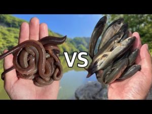 ウグイVSミミズ - どっちが釣れるか対決したら完全に決着ついた【生き餌バス釣り】