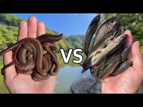 ウグイVSミミズ - どっちが釣れるか対決したら完全に決着ついた【生き餌バス釣り】