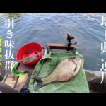 【ヘラブナ釣り】激流の逆川‼️円良田べらのような黒ベラが釣れた！