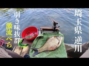 【ヘラブナ釣り】激流の逆川‼️円良田べらのような黒ベラが釣れた！